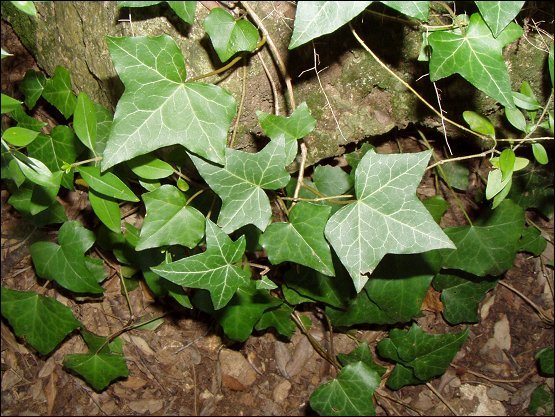 Hedera helix 5
