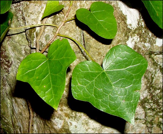 Hedera helix 6