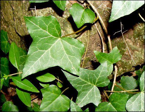Hedera helix 7