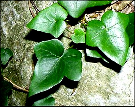 Hedera helix 8