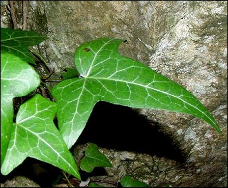 Hedera helix 9