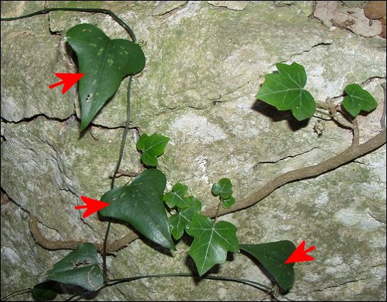 Hedera, smilax