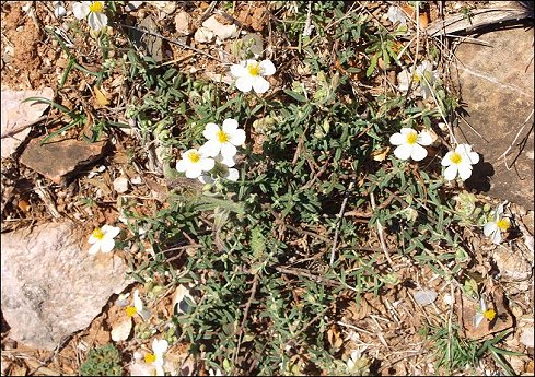 Helianthemum apenninum 1