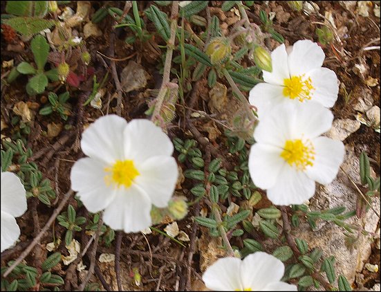 Helianthemum apenninum 11