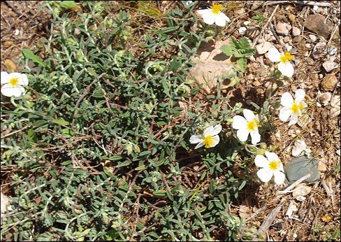 Helianthemum apenninum 2