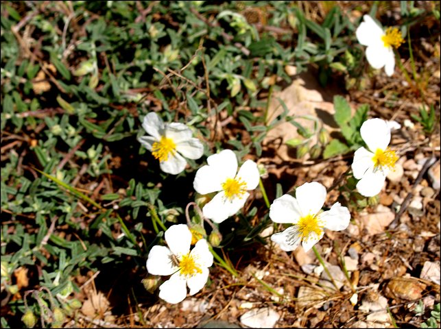 Helianthemum apenninum 3