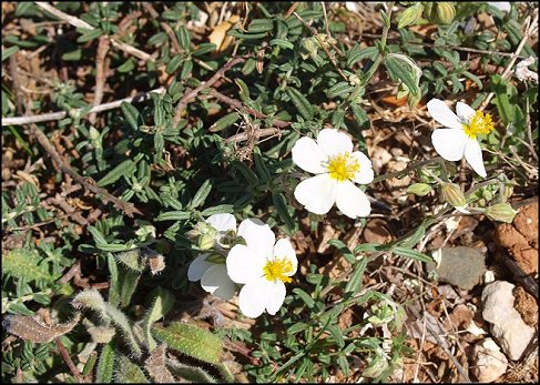 Helianthemum apenninum 4