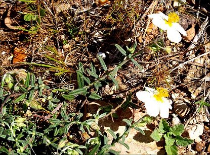 Helianthemum apenninum 5