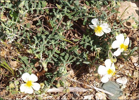 Helianthemum apenninum 6