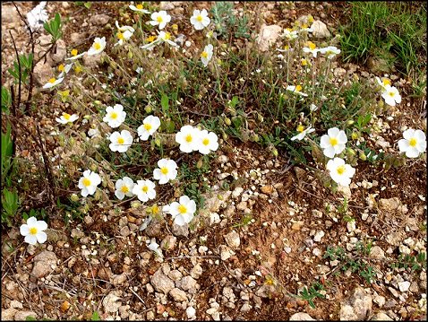 Helianthemum apenninum 7