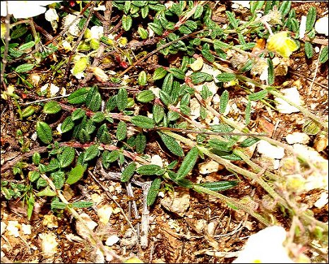 Helianthemum apenninum 8