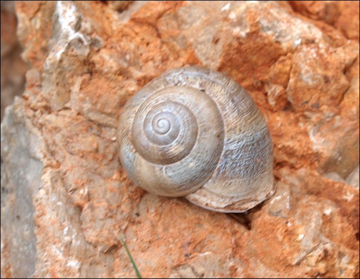 Helice vermiculee 1