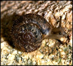 Hlicette ponctue