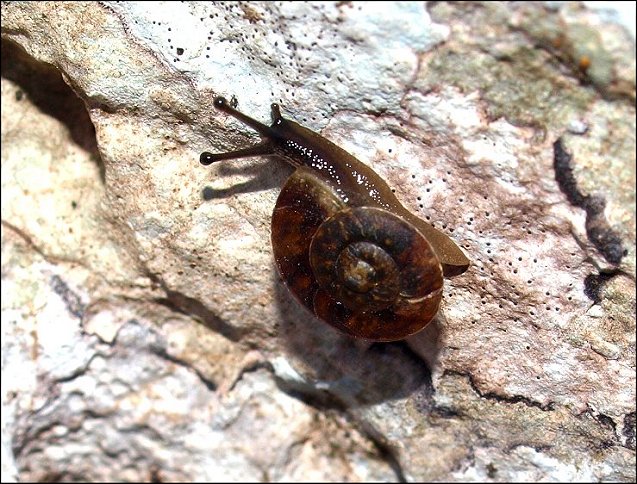 Hlicigona lapicida 1