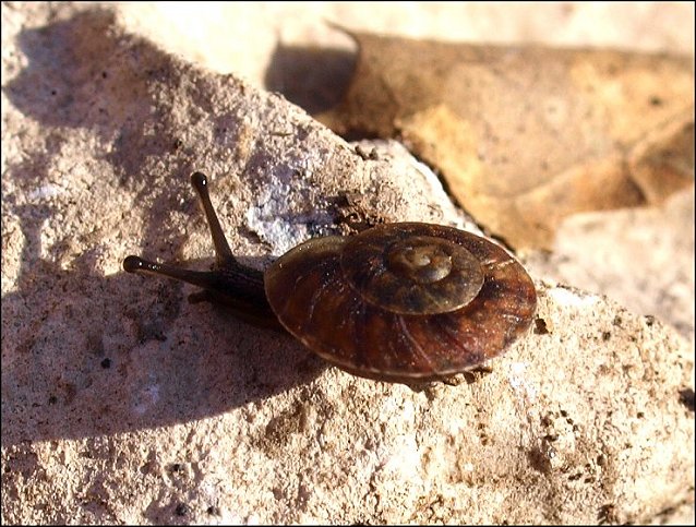 Hlicigona lapicida 2