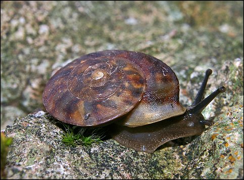 Helicigona lapicida 5