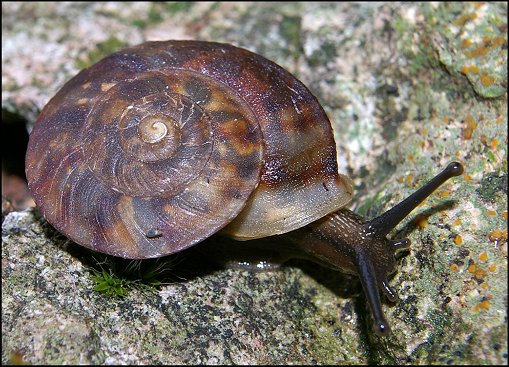 Helicigona lapicida 6