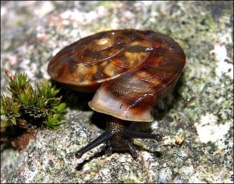 Helicigona lapicida 7