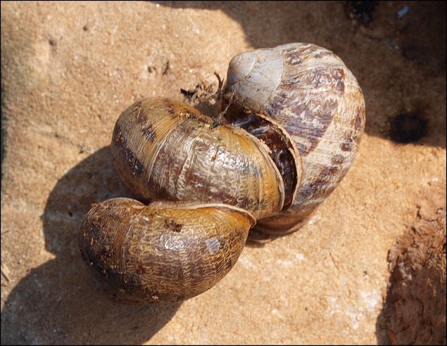 Helix 2