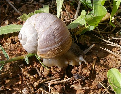 Helix melanostoma 1