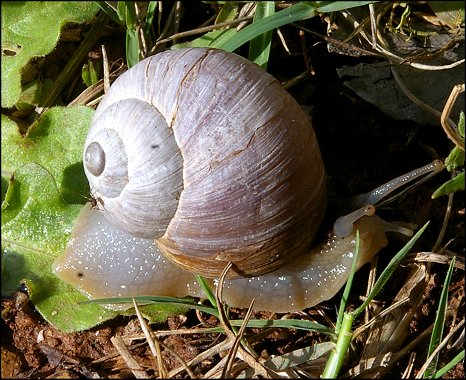 Helix melanostoma 2