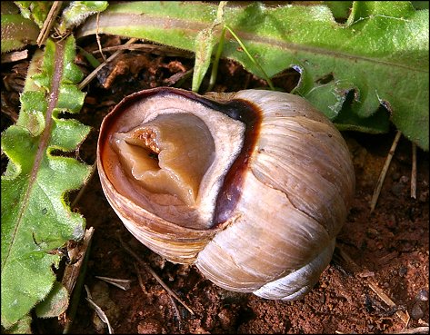 Helix melanostoma 3