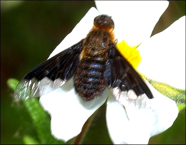 Hemipenthes morio 1