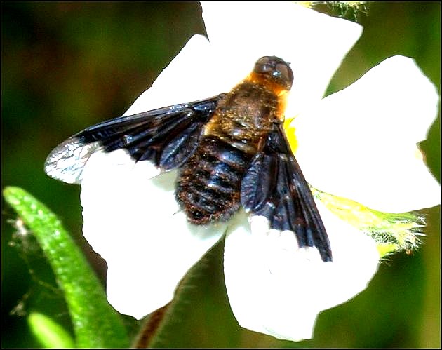 Hemipenthes morio 2