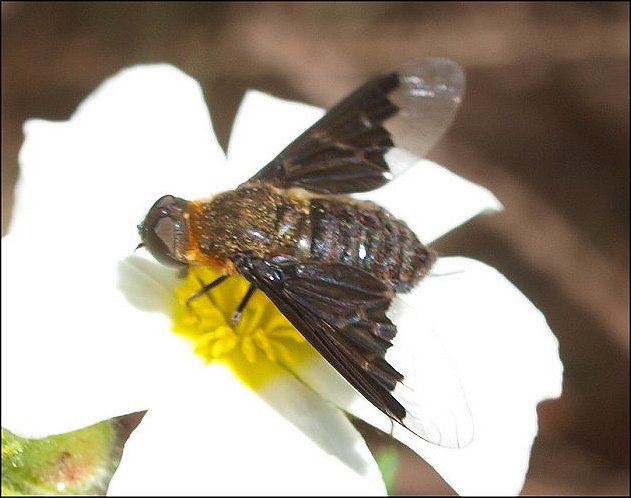 Hemipenthes morio 3