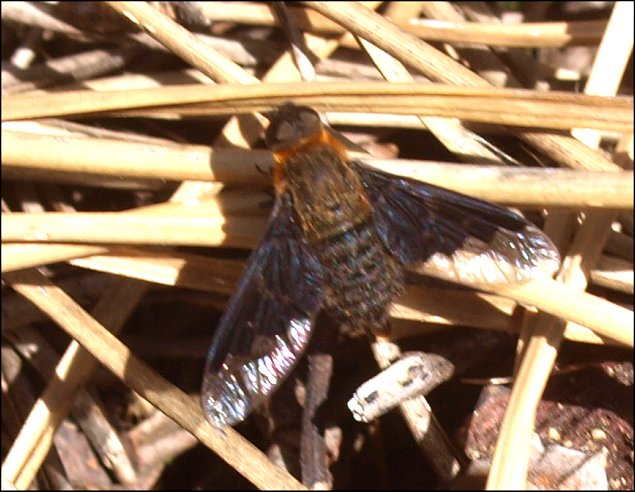 Hemipenthes morio 4