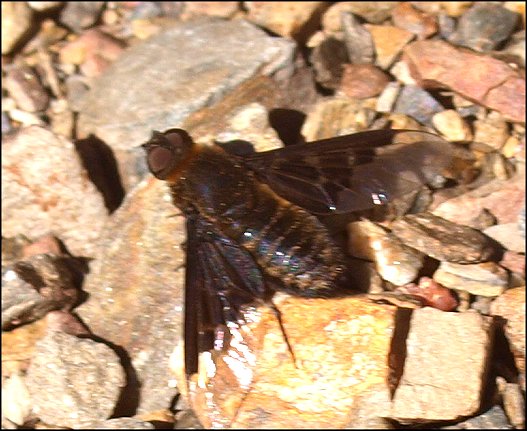Hemipenthes morio 5