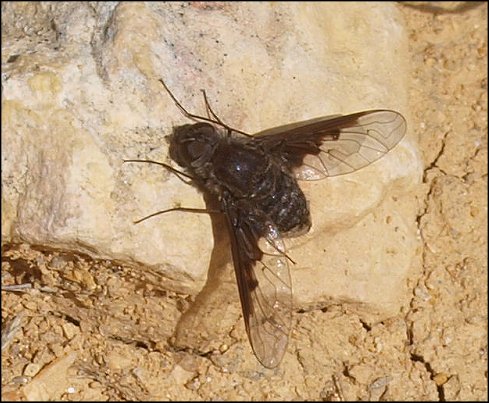 Hemipenthes morio 7