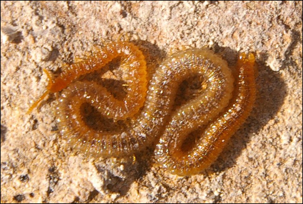 Henia vesuvianaVendres