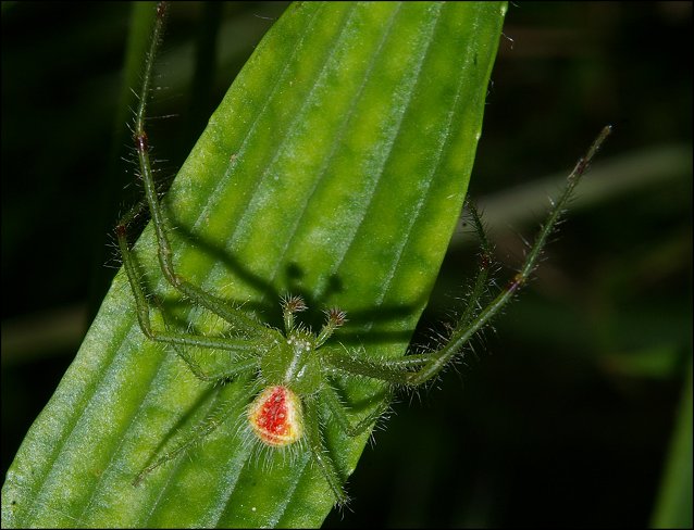 Heriaeus hirtus 1