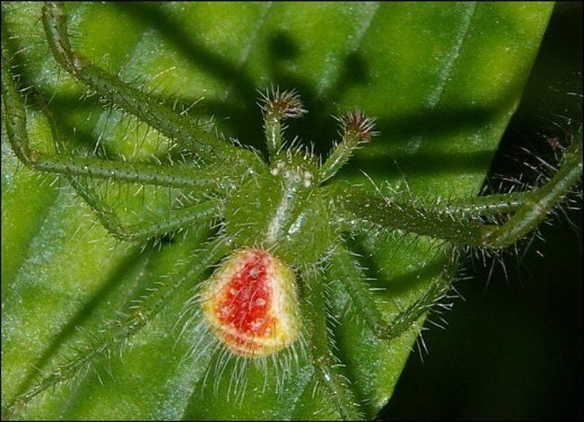 Heriaeus hirtus 2