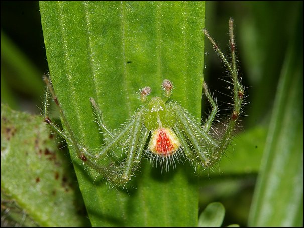 Heriaeus hirtus 3