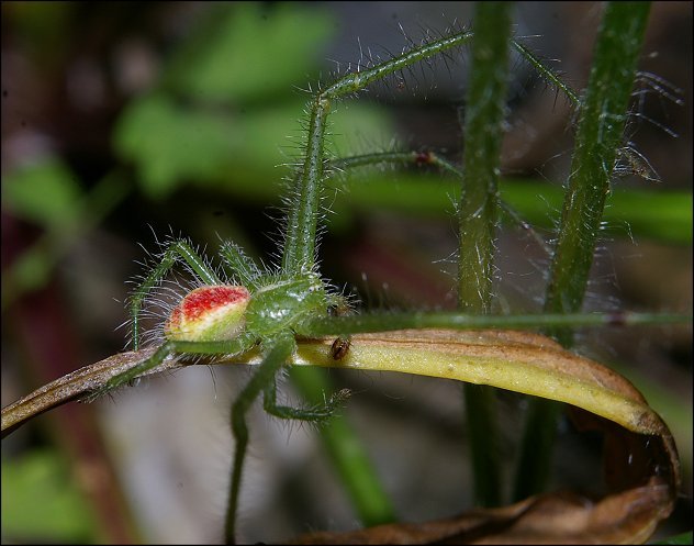Heriaeus hirtus 4