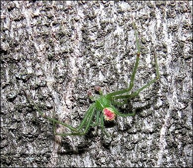 Heriaeus hirtus 5