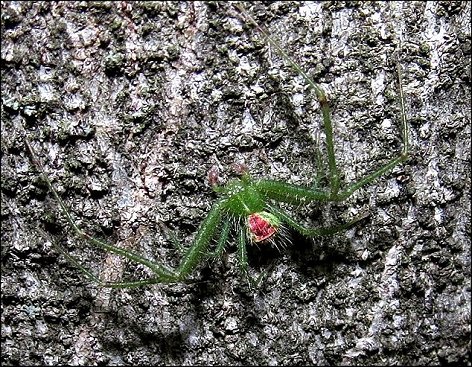 Heriaeus hirtus 6
