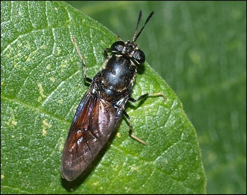 Hermetia illucens 1
