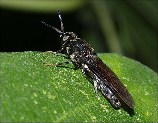 Hermetia illucens 3