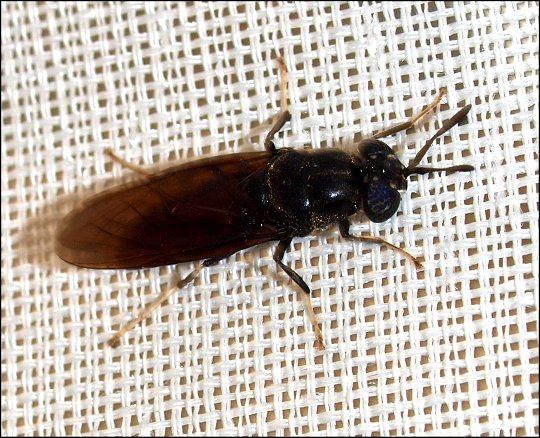 Hermetia illucens 4