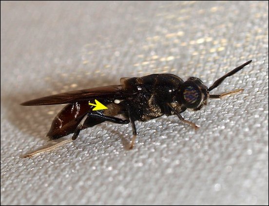 Hermetia illucens 5