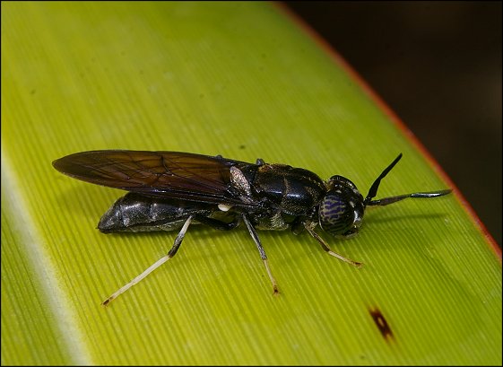 Hermetia illucens 7