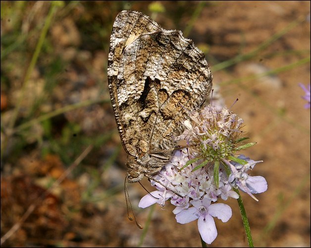 Hipparchia semele 1
