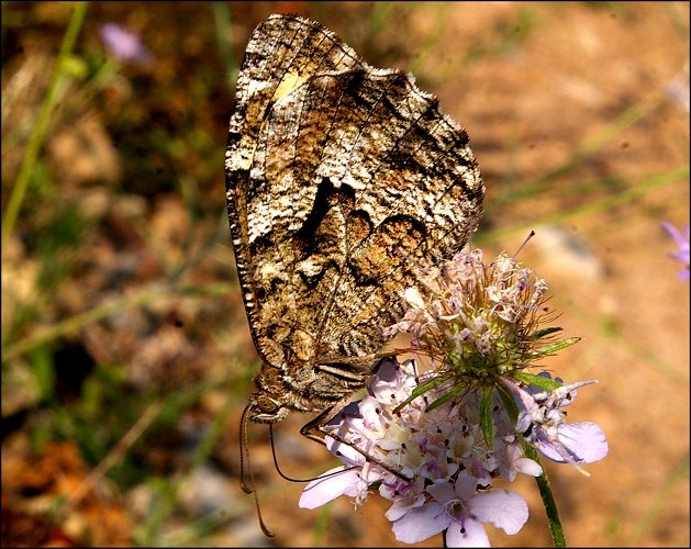Hipparchia semele 2