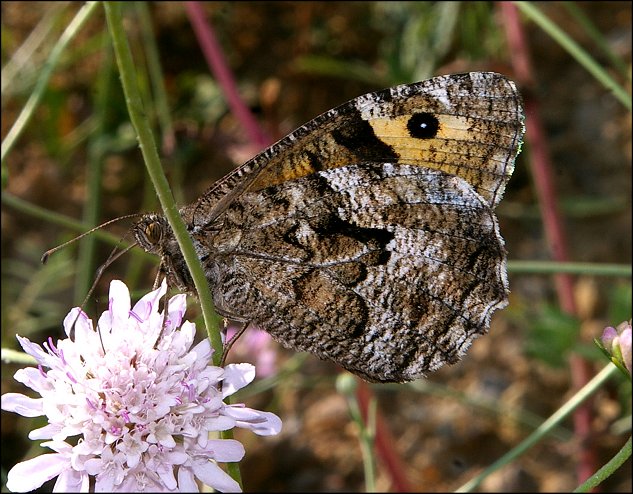 Hipparchia semele 3