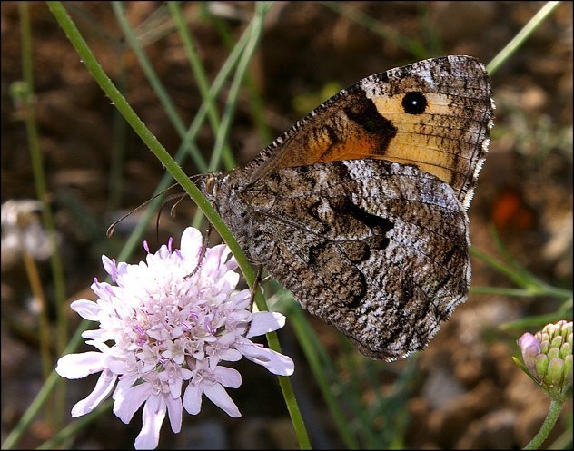 Hipparchia semele 4