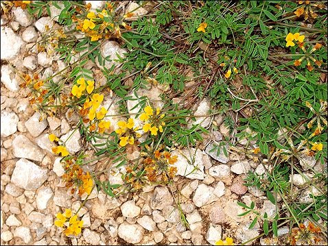 Hippocrepis comosa 1