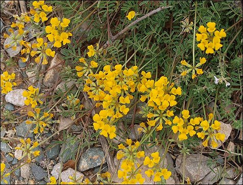 Hippocrepis comosa 2